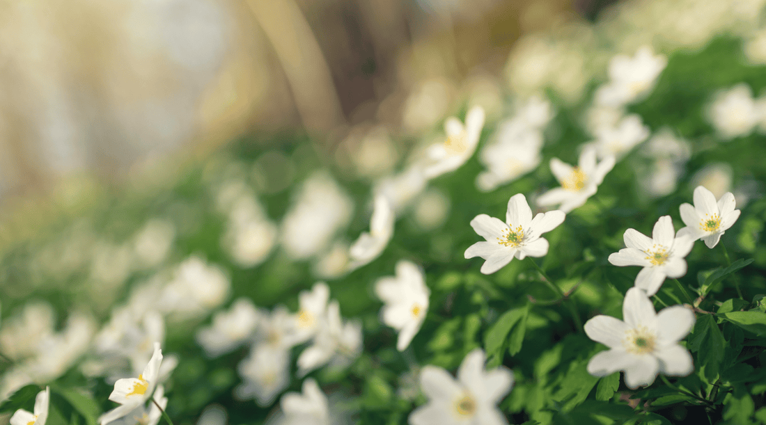 White wild flowers in a forest