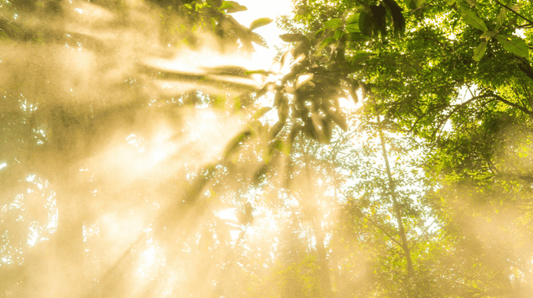 What is natural skincare? View in a forest