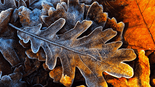 Frosty leaves on the ground